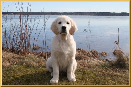 Jesper